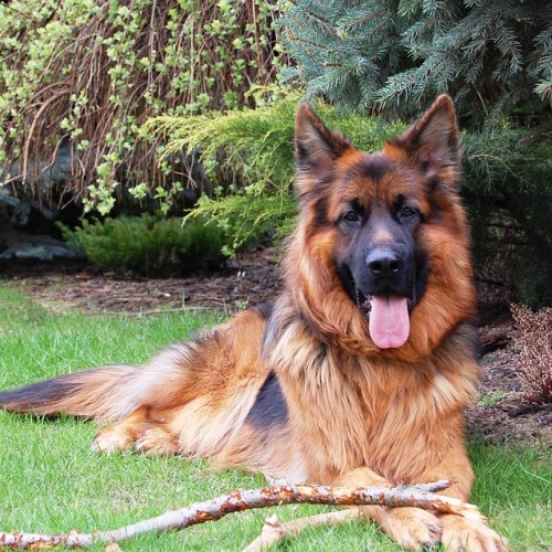 german shepherd